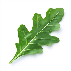 Fototapeta premium fresh arugula leaf, Isolated on white Background.