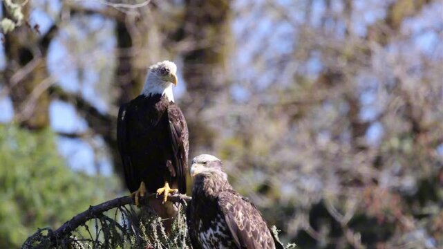 A Scarred & Blind Bald Eagle