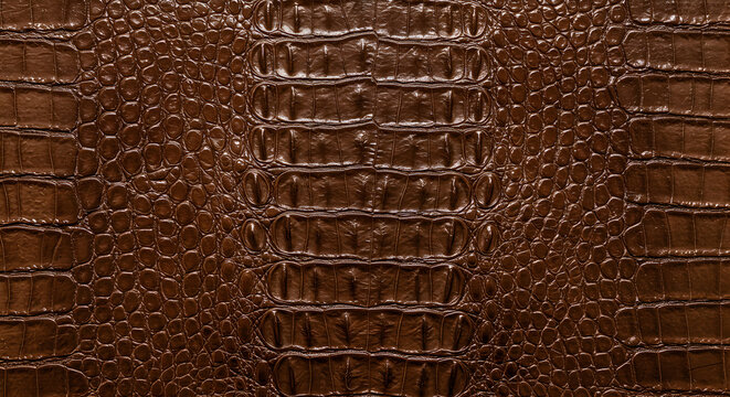 Exquisite detailed close-up of a brown crocodile leather texture background
