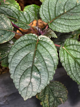 Persian shield (Strobilanthes dyeriana) showing metallic silvery green leaves with deep dark veins. Vertical macro view of tropical foliage in natural daylight.