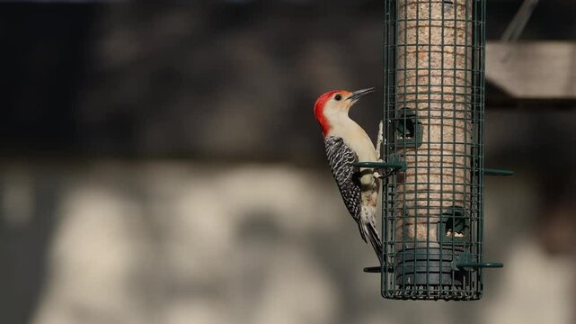 Red bellied woodpecker feeding at tube bird feeder on no mess seed in high frame rate. 
