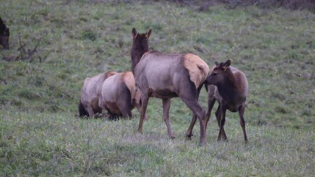 A Baby Elk Attempts to Feed With Mother