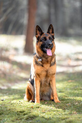 Beautiful black and tan german shepherd outdoor, green blurred background, green spring grass