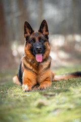 Beautiful black and tan german shepherd outdoor, green blurred background, green spring grass