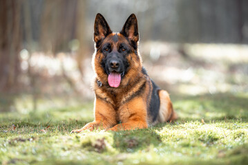 Beautiful black and tan german shepherd outdoor, green blurred background, green spring grass