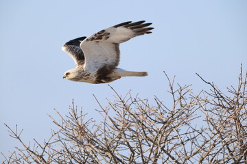 The rough-legged buzzard (Europe) or rough-legged hawk (North America) (Buteo lagopus menzbieri) in...