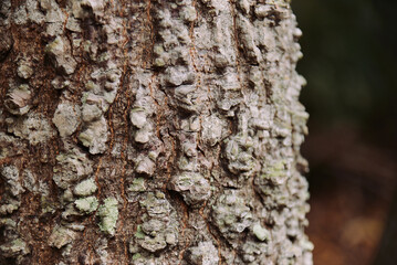 Brazil tree texture. Beautifully textured pattern of a tropical tree. Close up.