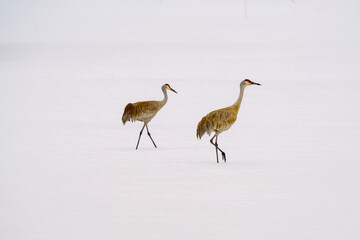 Two Sandhill cranes walking in the snow in Steamboat Colorado