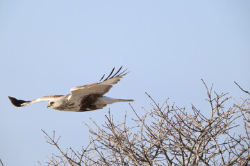 The rough-legged buzzard (Europe) or rough-legged hawk (North America) (Buteo lagopus menzbieri) in...