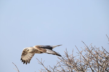 The rough-legged buzzard (Europe) or rough-legged hawk (North America) (Buteo lagopus menzbieri) in...