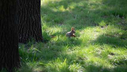A squirrel is busily foraging in a lush green patch of grass under the shade of large trees. It enjoys the warmth of the sun on a pleasant afternoon in the park
