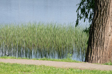 Tall green reeds flourish along the lakeshore, reflecting in the still water. A tree stands nearby, offering shade to the tranquil outdoor setting during midday