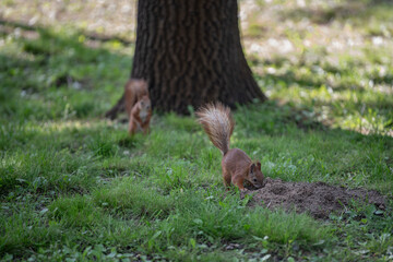 Two squirrels are actively foraging in a vibrant green park. One squirrel is digging into the earth while the other explores nearby. Sunlight filters through the trees