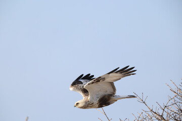 The rough-legged buzzard (Europe) or rough-legged hawk (North America) (Buteo lagopus menzbieri) in...