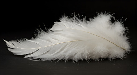 Delicate white feather close-up on black, capturing softness and purity
