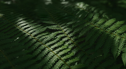 Sunlit fern fronds casting intricate shadows, creating a natural, textured pattern
