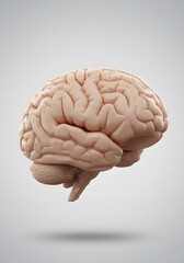 3D-Rendered Human Brain with Visible Folds and Gyri Floating in a Clean Medical-Style Background