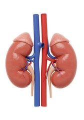 A 3D-rendered human kidney pair, with the renal artery and vein visible, set against a clean white background