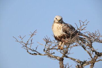 The rough-legged buzzard (Europe) or rough-legged hawk (North America) (Buteo lagopus menzbieri) in...