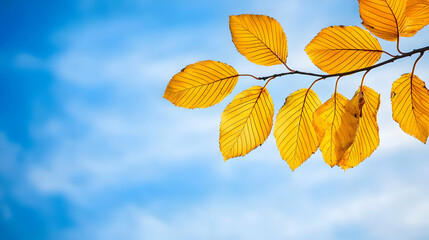 Autumn Leaves Against A Blue Sky