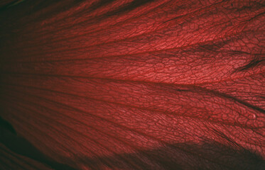 Macro shot of a red flower petal showing intricate vein structure and delicate texture. Light...