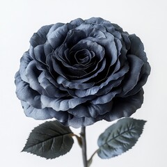 Obraz premium A black rose standing alone on a transparent background