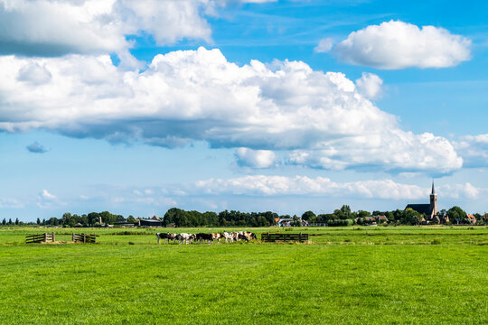 Dutch typical countryside landscape in summer with pasture and rural town in background, selective focus in landscape. View of nature against a beautiful blue sky with white clouds