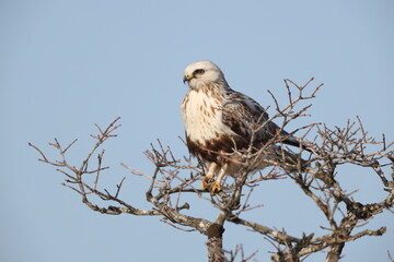 The rough-legged buzzard (Europe) or rough-legged hawk (North America) (Buteo lagopus menzbieri) in...