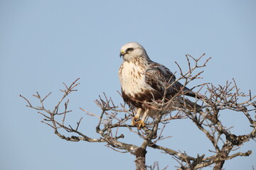 The rough-legged buzzard (Europe) or rough-legged hawk (North America) (Buteo lagopus menzbieri) in Hokkaido, Japan.