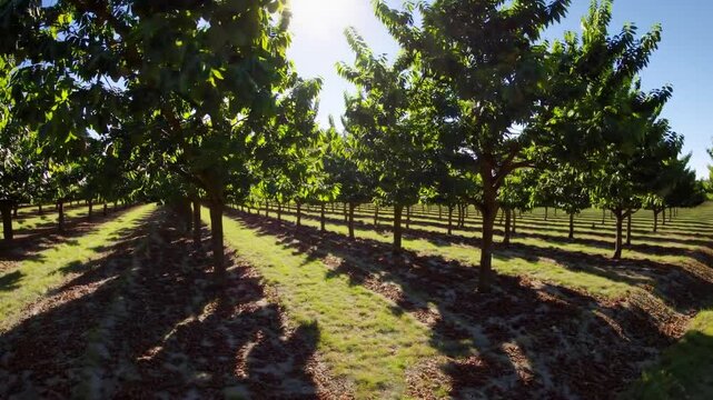 Sunlit Pecan Orchard with Lush Green Trees and Gentle Shadows  