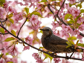 カワヅザクラのヒヨドリくん