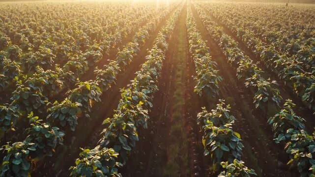 Lush hazelnut plantations glowing in the warm morning light  