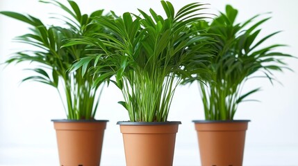 Obraz premium Vibrant Green Parlor Palms in Brown Pots - Realistic Photo