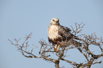 The rough-legged buzzard (Europe) or rough-legged hawk (North America) (Buteo lagopus menzbieri) in Hokkaido, Japan.