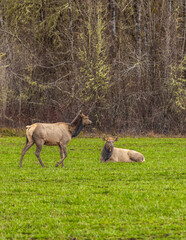 2025 03 03 Two  Elk in Falls City Oregon 003