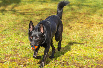 Close Up of a Black Dog Playing Ball