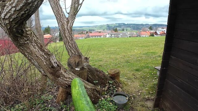 Video von einer Katze im Garten die vor einer Gurke erschrickt