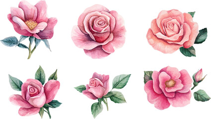 Naklejka premium Beautiful Watercolor Pink Rose Clipart