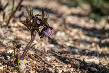 Purple hellebore flowers outdoors in the garden.