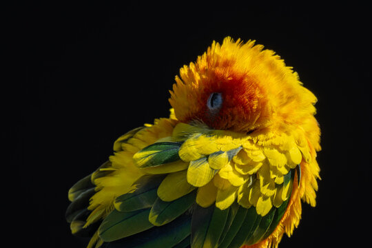 A resting and sleeping sun aratinga parrot.
