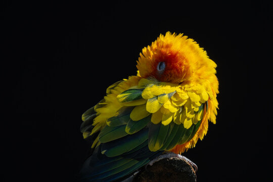A resting and sleeping sun aratinga parrot.
