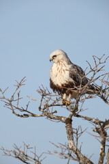 The rough-legged buzzard (Europe) or rough-legged hawk (North America) (Buteo lagopus menzbieri) in...