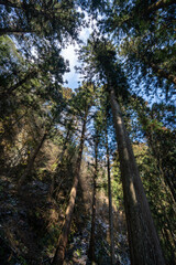 天高く伸びる杉の木