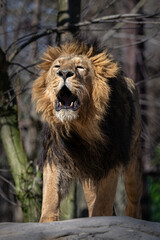 An Indian lion roars outside in the enclosure.
