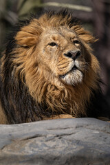 An Indian lion watches outside in the enclosure.
