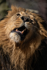 An Indian lion roars outside in the enclosure.

