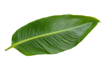 Obraz premium Leafy green leaf is shown on a white background, isolated