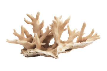 Large piece of coral with many small branches, isolated