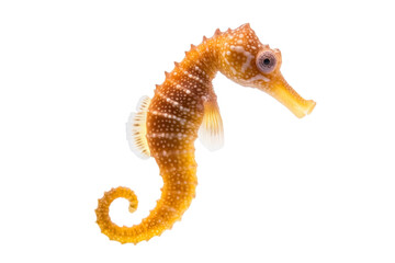 Fototapeta premium Small, tan and white sea creature with a long, pointed snout, isolated