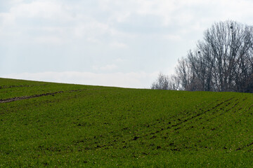 Lush green fields gently slope upwards beneath a cloudy sky, with a distant tree line visible,...